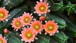 Dabas muzejā – kaktusu izstāde