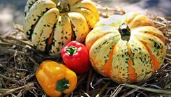 Dabas muzejā būs ķirbju un paprikas izstāde