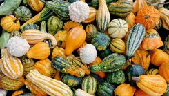 Izstāde „Ķirbjaugi un paprika 2024” Dabas muzejā