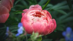 Dabas muzejā tiks izstādītas peonijas arī no Ķesterciema un Slampes