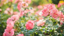 Dabas muzejs ar rozēm  atklāj dārzkopības izstāžu sezonu