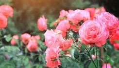 Izstāde «Rožu dārzs 2025»