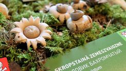 Dabas muzejā notiks sēņu izstāde