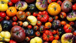 Dabas muzejā būs skatāma tomātu un garšaugu izstāde