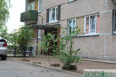 Kāpēc nozāģē košumkrūmus?