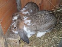 Izstādē «Zooekspo 2013» trušus izrādīs bērni no dažādiem Latvijas novadiem