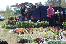 Jaunpils stādu tirgū/FOTO/