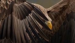 Izsludina foto konkursu «Mans putns»