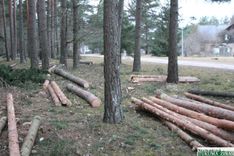 Kāpēc nocirsti koki?