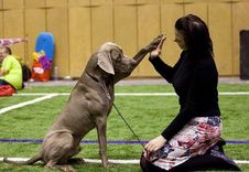 Muzeju naktī Liepājā – medību suņu parāde un trofejas