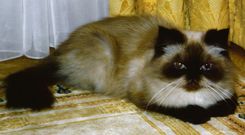 Pazudis kaķis Jauntukumā!