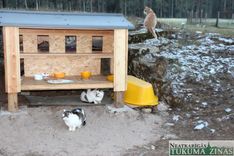 Kandavā uzstādīta kaķu mājiņa