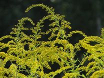 Pēta invazīvo sugu ierobežošanas metodes, to skaitā – Kandavā