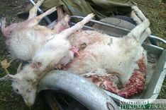 Klaiņojoši suņi Kandavā saplosa kazu un āzi