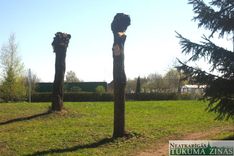 Kandavā Liepu iela palikusi bez liepām