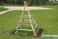 Kandavā notikusi pupu stādīšanas talka