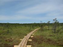 Lielo tīreļa laipu brīvdienās varēs iziet gida pavadībā