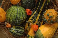 Dabas muzejā atklās ķirbju izstādi