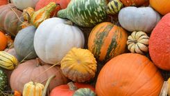 Dabas muzejs aicina uz ķirbju izstādi