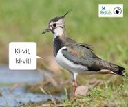 Aicina palīdzēt putnu pētniekiem un iesūtīt ierakstītas putnu balsis