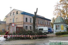 Tukumā nozāģē bojātos kokus un iestāda jaunus