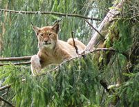 Maija mežs Dabas muzejā