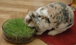 Mīļdzīvnieku izstāde Latvijas dabas muzejā