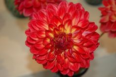 Dabas muzejā atklās 50 gadu jubilejas izstādi «Dālijas»