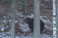 Kā noteikt lāča klātbūtni mežā