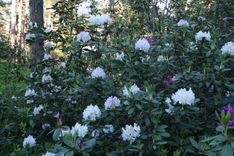 Saulrieta pastaiga dabā un kino Tukuma pusē