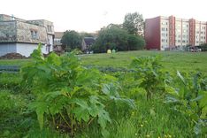 Pilsētas centrā – latvāņi