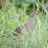 Aicina zīmēt laukirbes