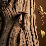 Vai tiešām naglas kokiem nekaitē?