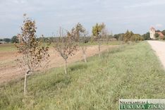 Kas noticis ar liepām Lestenē?