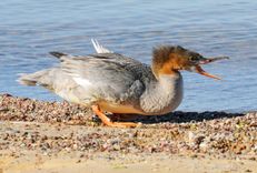 Bērnus aicina atdarināt putnu balsis