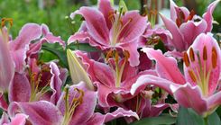 Atklās liliju izstādi