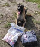 Dienesta suns palīdz atklāt nelegālo cigarešu glabāšanas vietas Engures pagastā