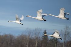 Nedēļas nogalē norisināsies Putnu dienas 2021