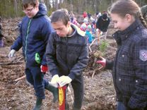 Zemītes, Irlavas un Pūres bērni stāda priedītes