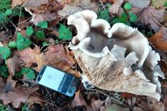 Viesatās izaugusi milzu liepene jeb dūmainā aplocene