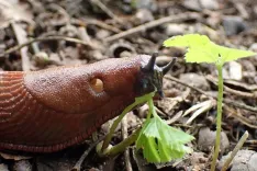 Veidos Latvijas invazīvo sugu sarakstu