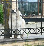 Aicina sakārtot pastkastītes un pieskatīt suņus. Kurzemes reģionā biežākās problēmas – arī Tukuma pusē/FOTO/