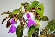 LU Botāniskajā dārzā notiks Orhideju dienas