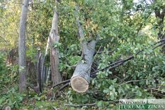 Durbes pils parkā nelikumīgi nozāģēts ozols /FOTO/