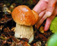 Apmaldās, brienot pēc sēnēm