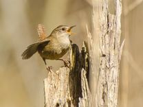 Aicina piedalīties fotokonkursā «Mans putns 2014»