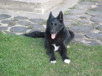 Saimnieki joprojām meklē augustā pazudušo suni