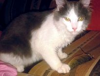 Veļķos pazudis pelēkbalts runčuks