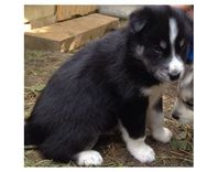 Tumes pagasta Daibes apkārtnē pazudis kucēns