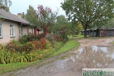 Negals ar peļķi Jauntukumā